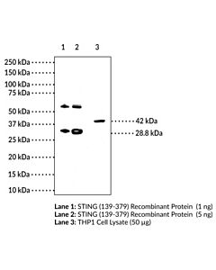 Cayman Sting Monoclonal Antibody (Clone 2c8); Size- 100 Microgram
