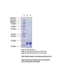 Cayman Citrullinated Histone H4 (Human, Recombinant); Purity- Gre