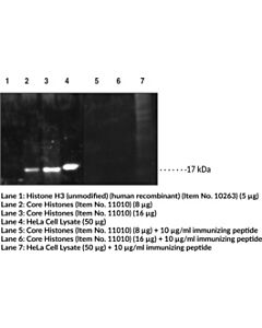 Cayman Histone H3k4me2 Polyclonal Antibody; Size- 1 Ea