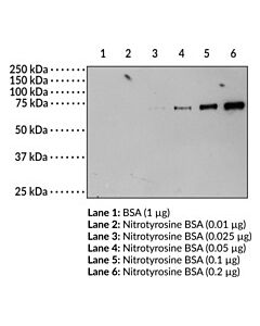Cayman Nitrotyrosine Monoclonal Antibody; Size- 200 Micrograms