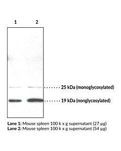 Cayman Prion Protein Monoclonal Antibody (Clone Saf 70); Size- 20