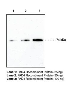 Cayman Pad4 Monoclonal Antibody (Clone 6d8); Size- 100 Micrograms