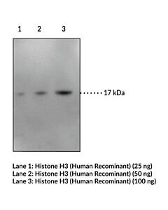 Cayman Histone H3 Monoclonal Antibody (Clone 2b8); Size- 100 Micr