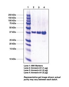 Cayman Annexin A1 (Human Recombinant); Purity- Greater Than Or Eq