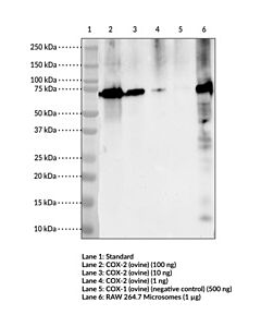 Cayman Cox-2 Monoclonal Antibody (Clone 12c10); Size- 50 Microgra