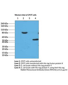 Cayman Anti-His-Tag Rabbit Monoclonal Antibody (Clone Rm146); Siz