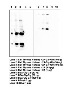 Cayman Diglycyl-Lysine Monoclonal Antibody (Clone Gx41); Size- 10