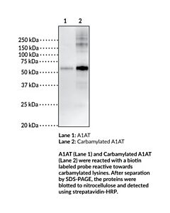 Cayman Carbamylated Alpha-1 Antitrypsin; Purity- Greater Than Or