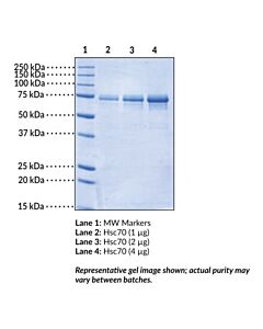 Cayman Hsc70 (Human Recombinant); Purity- Greater Than Or Equal T