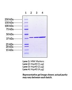 Cayman Hsp40 (Human Recombinant); Purity- Greater Than Or Equal T