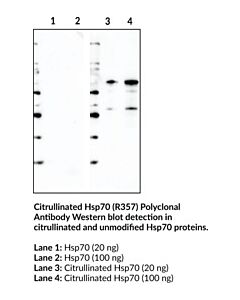 Cayman Citrullinated Hsp70 (R357) Polyclonal Antibody; Size- 1 Ea