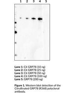 Cayman Citrullinated Grp78 (R368) Polyclonal Antibody; Size- 1 Ea