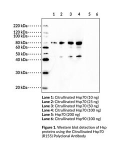 Cayman Citrullinated Hsp70 (R155) Polyclonal Antibody; Size- 1 Ea
