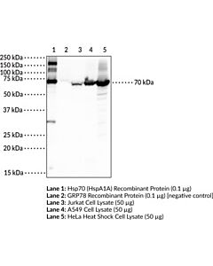 Cayman Hsp70 (Hspa1a) Polyclonal Antibody; Size- 200 Micrograms;