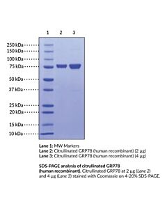 Cayman Citrullinated Grp78 (Human Recombinant); Purity- Greater T