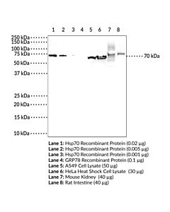 Cayman Hsp70 (Hspa1a) Monoclonal Antibody (Clone 7f6); Size- 100