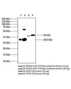 Cayman Sting (C-Term) Monoclonal Antibody (Clone 1b10); Size- 100