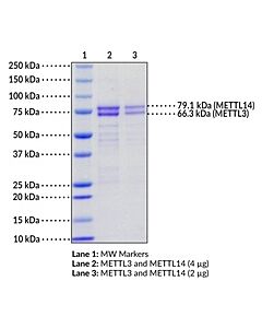 Cayman Mettl314 Complex (Human, Recombinant); Purity- Greater Tha