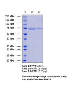 Cayman Mettl16 (Human, Recombinant); Purity- Greater Than Or Equa