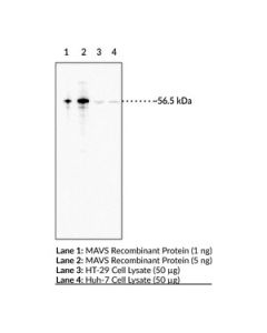 Cayman Mavs Monoclonal Antibody (Clone 7b9); Sz- 100 Micrograms