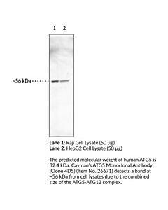 Cayman Atg5 Monoclonal Antibody (Clone 4d5); Size- 100 Micrograms