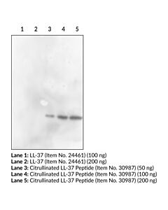 Cayman Citrullinated Ll-37 Monoclonal Antibody (Clone 6a8); Size-