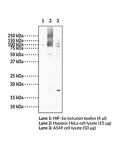 Cayman Hif-1 Alpha (C-Term) Monoclonal Antibody (Clone 8b12); Siz