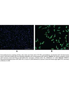 Cayman Srebp-2 Monoclonal Antibody (Clone 1b7); Size- 100 Microgr