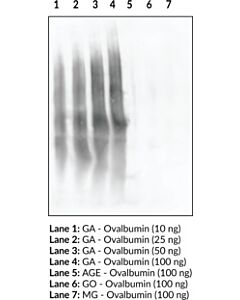 Cayman Age (Ga-Pyridine Specific) Monoclonal Antibody (Clone 1f10
