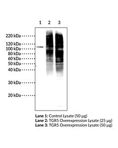 Cayman Tgr5 (C-Term) Polyclonal Antibody; Size- 500 Microliter