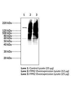 Cayman Fpr2 (C-Term) Polyclonal Antibody; Size- 500 Microliters;