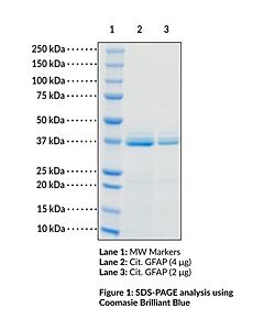 Cayman Citrullinated Gfap (Human, Recombinant); Purity- Greater T