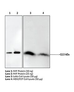 Cayman Mif Polyclonal Antibody; Size- 500 Microliter