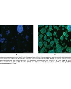 Cayman Atg5 Monoclonal Antibody (Clone 1f8); Size- 100 Micrograms
