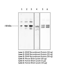 Cayman Gfap Polyclonal Antibody; Size- 500 Micrograms
