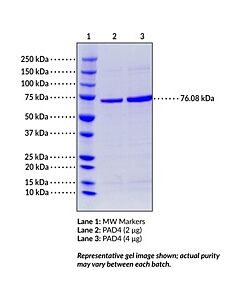 Cayman Pad4 (Mouse, Recombinant); Purity- Greater Than Or Equal T