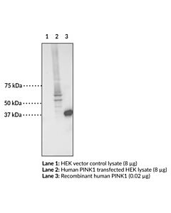 Cayman Pink1 Monoclonal Antibody, 200 G