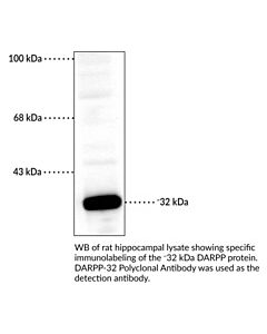Cayman Darpp-32 Polyclonal Antibody, 100 L