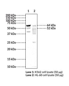 Cayman Mettl314 Complex Monoclonal Antibody, 200 G