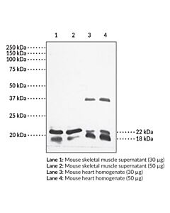 Cayman Caveolin 13 Blocking Peptide; Size- 200 Micrograms