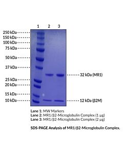 Cayman Mr1/Β2-Microglobulin Complex (Human, Recombinant); 20 Μg; ≥90% Estimated By Sds-Page