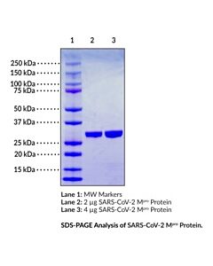 Cayman Sars-Cov-2 Mpro Protein; Size- 100 Micrograms