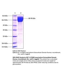 Cayman B7-1cd80 Long Isoform Extracellular Domain (Human, Recombi