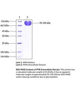 Cayman Pvrcd155 Extracellular Domain (Human, Recombinant), 100