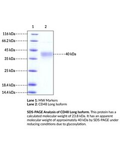 Cayman Cd48 Long Isoform (Human, Recombinant), 100 G