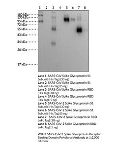 Cayman SARS-CoV-2 Spike Glycoprotein Receptor Binding Domain Polyclonal Antibody