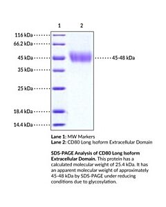 Cayman Cd80 Long Isoform Extracellular Domain (Human, Recombinant