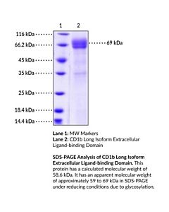 Cayman Cd1b Long Isoform Extracellular Ligand-Binding Domain (Hum