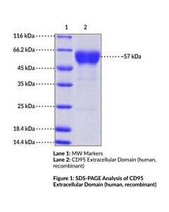 Cayman Cd95 Extracellular Domain (Human, Recombinant)