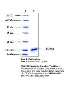 Cayman Soluble Cd40 Ligand (Human, Recombinant; His-Tagged), 1